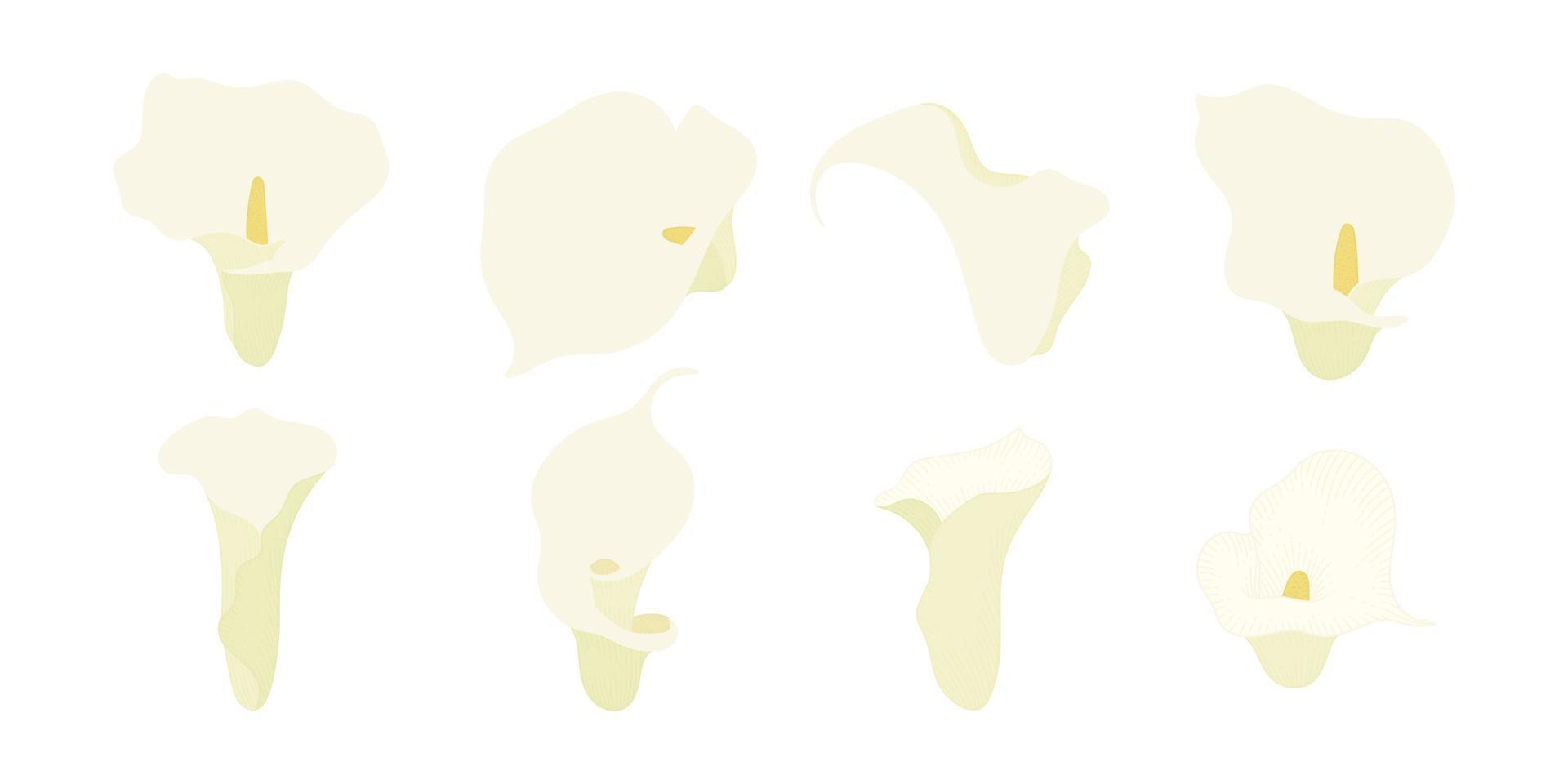 set van witte calla lelie bloeiende bloemen illustratie. vector