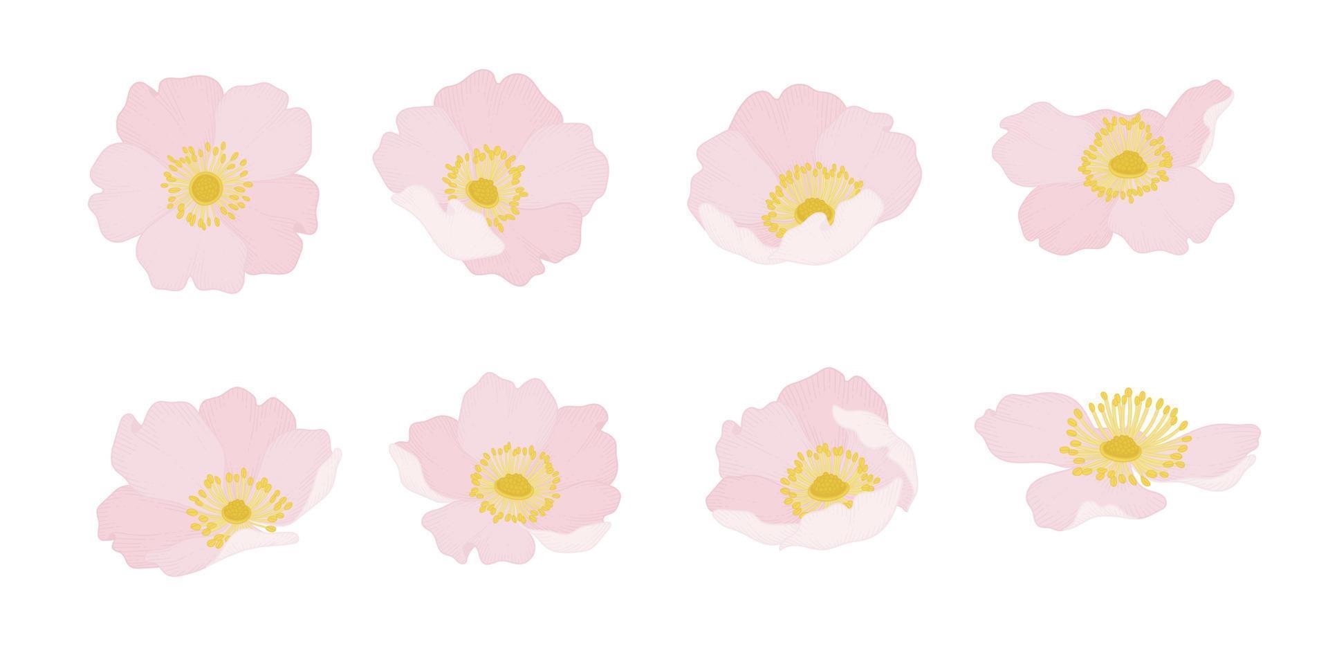 set van roze wilde roos bloeiende bloemen illustratie. vector