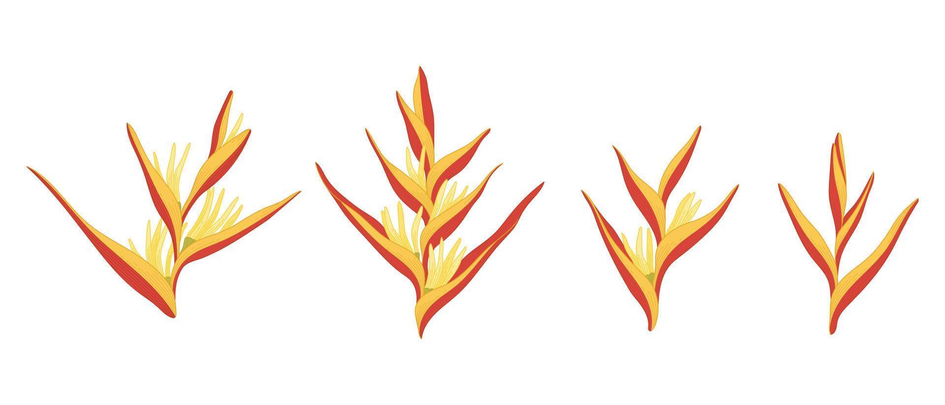 set van gele heliconia bloeiende bloemen illustratie. vector