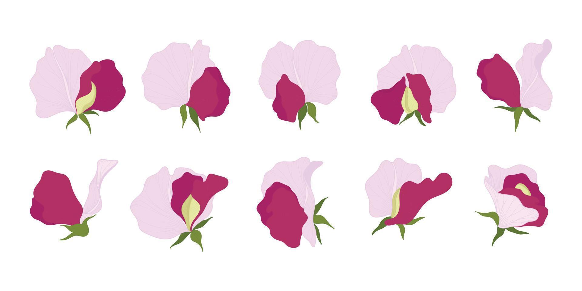 set van roze zoete erwt bloeiende bloemen illustratie. vector
