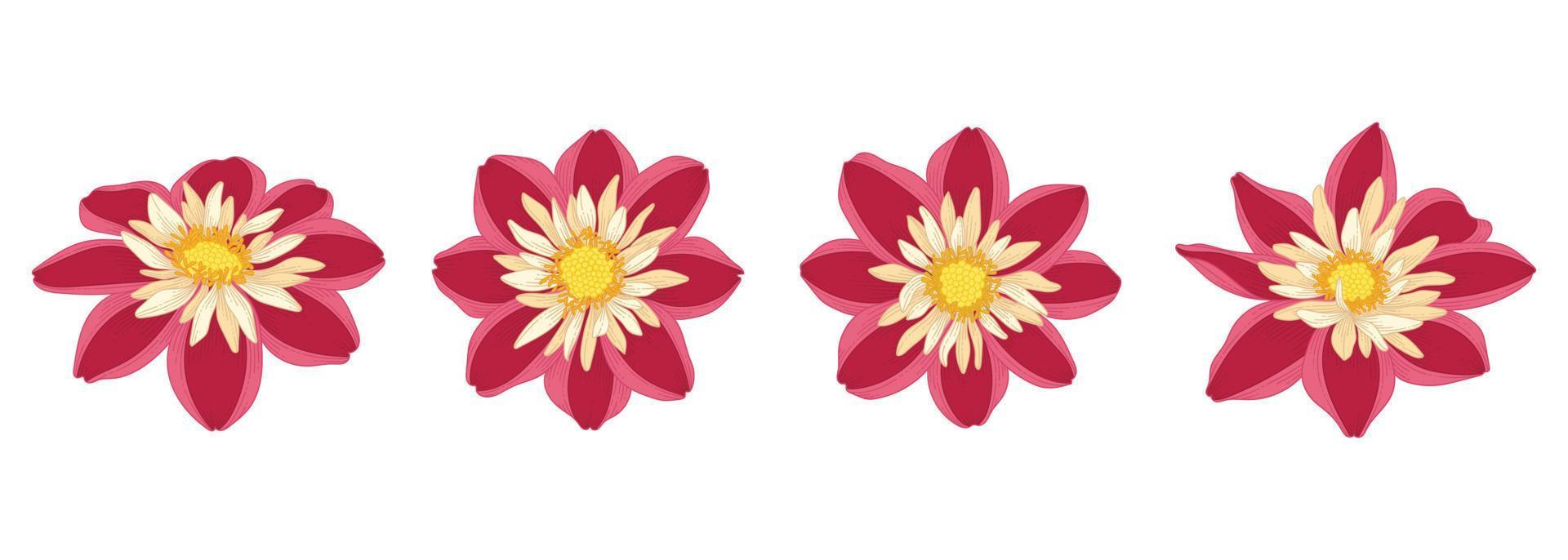 set van rode dahlia bloeiende bloemen illustratie. vector