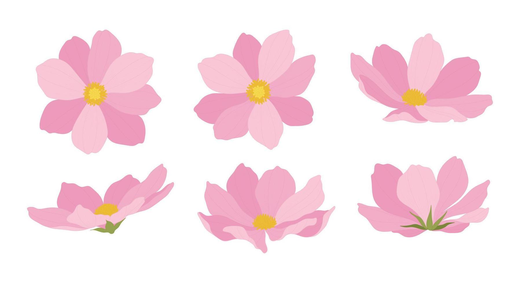 set van roze kosmos bloeiende bloemen illustratie. vector