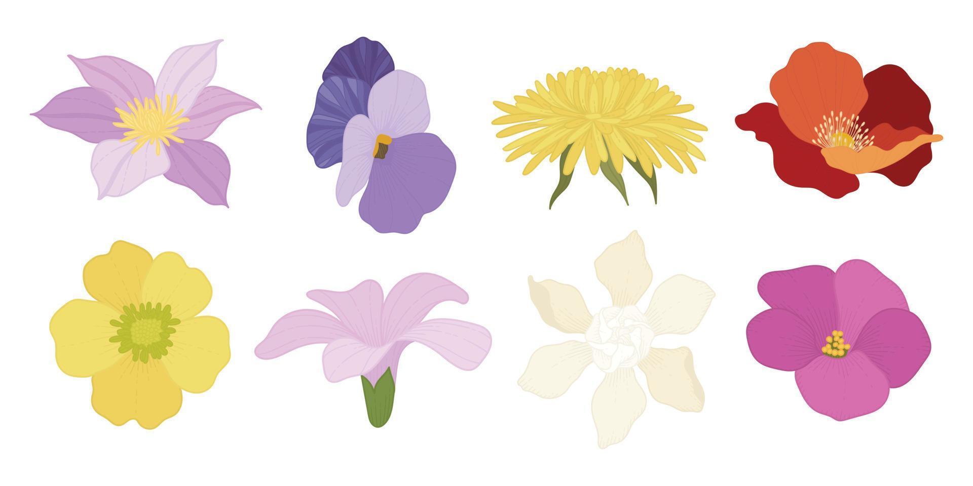 set van kleurrijke bloeiende bloemen illustratie. vector