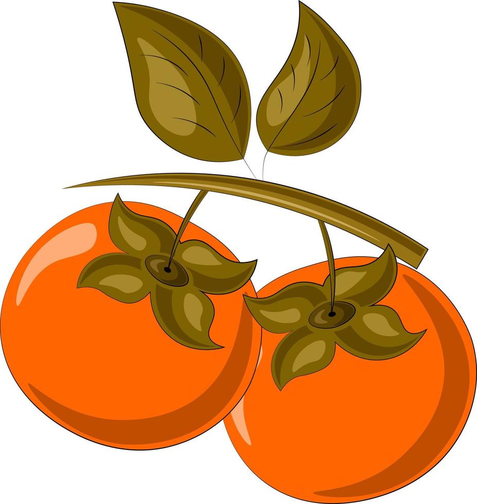 getekende twee fruit aziatische persimmon in kleur vector