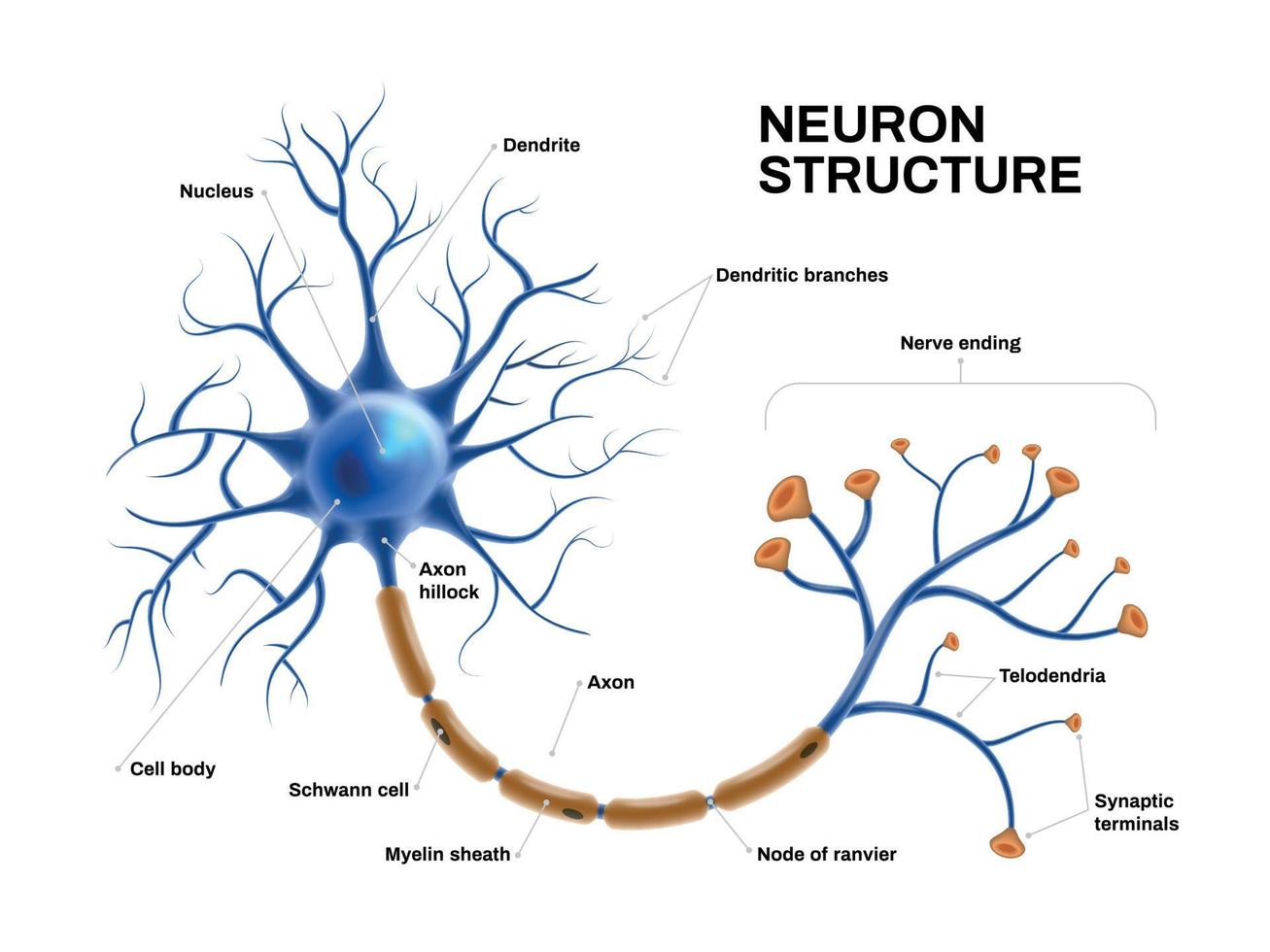 realistische neuron anatomie vector