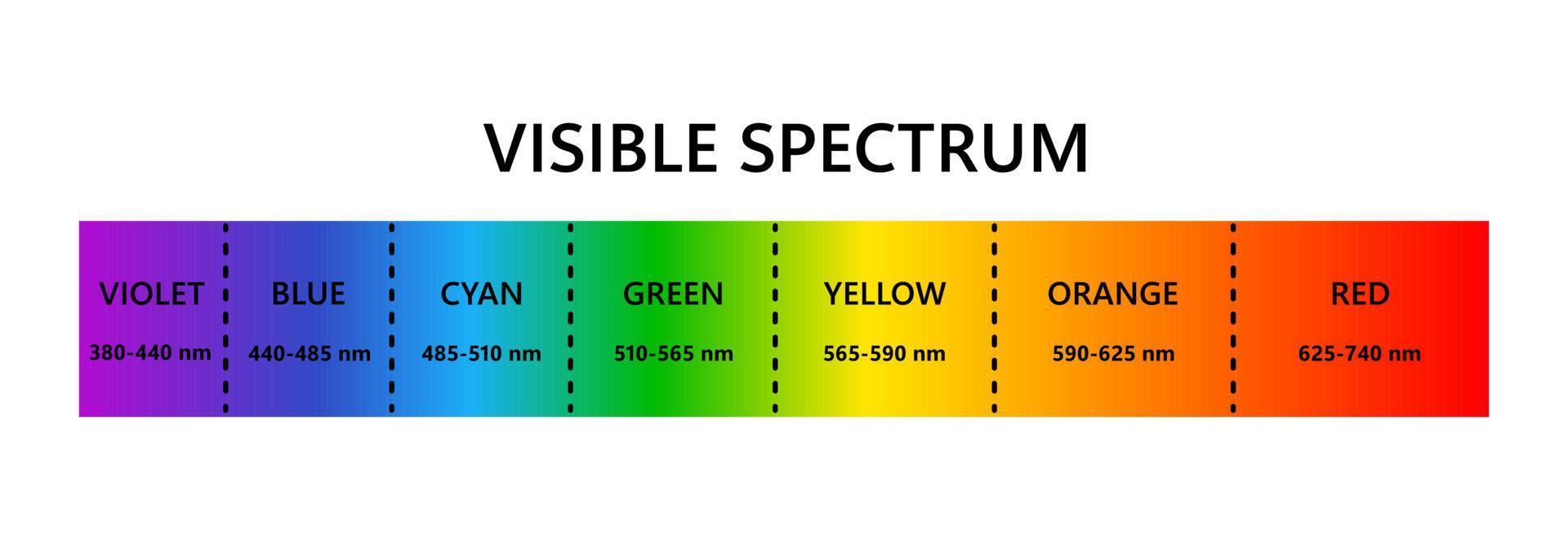 zichtbaar lichtspectrum. optische lichtgolflengte. elektromagnetisch zichtbaar kleurenspectrum voor het menselijk oog. vectorgradiëntdiagram met golflengte en kleuren. educatieve illustratie op witte achtergrond vector