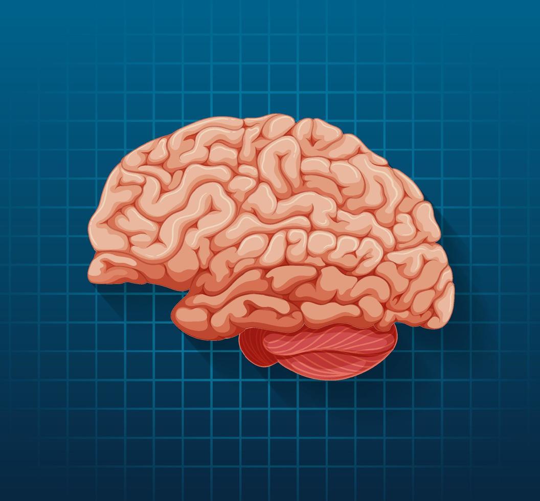menselijk inwendig orgaan met hersenen vector