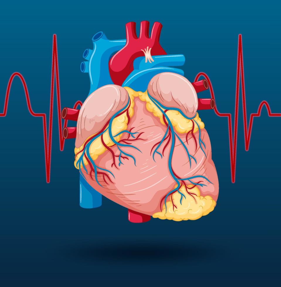 menselijk inwendig orgaan met hart vector