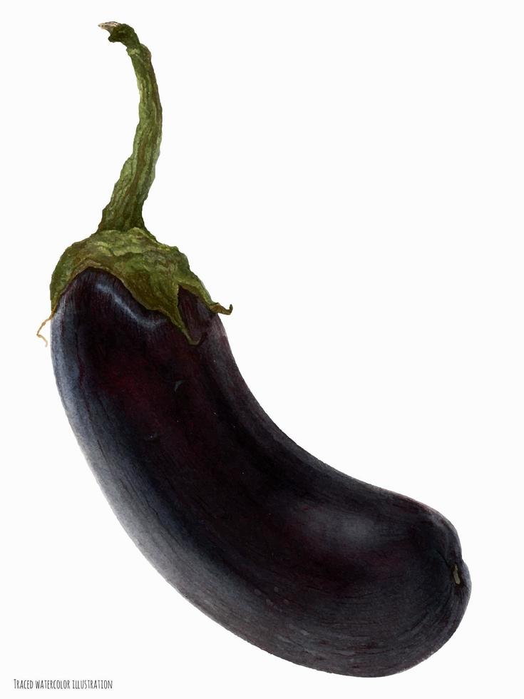 zwart auberginefruit, botanisch realistisch getraceerd watrecolor vector