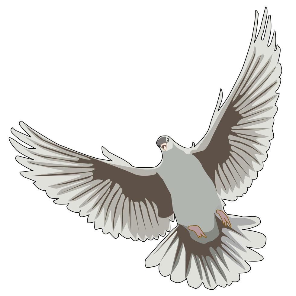vliegende duif op een witte achtergrond vector