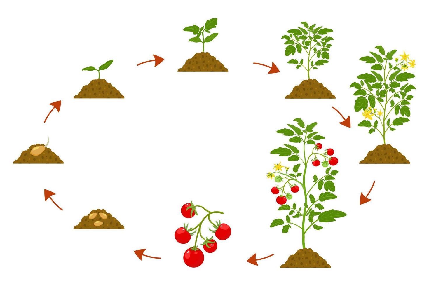 ontwikkelingscyclus van tomaten. botanische illustratie van de teeltvolgorde van de nachtschadefamilie vector