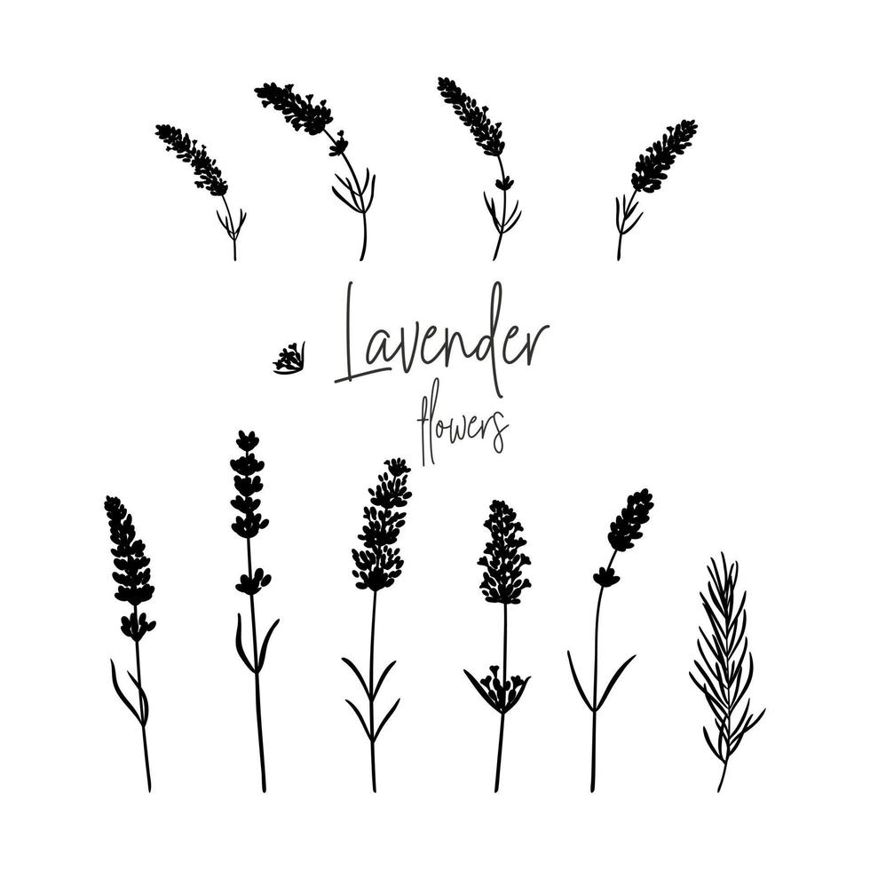 set van zwart-wit lavendel bloemen. silhouetten van lavendeltakken. eenvoudige vectorillustratie geïsoleerd op een witte achtergrond vector