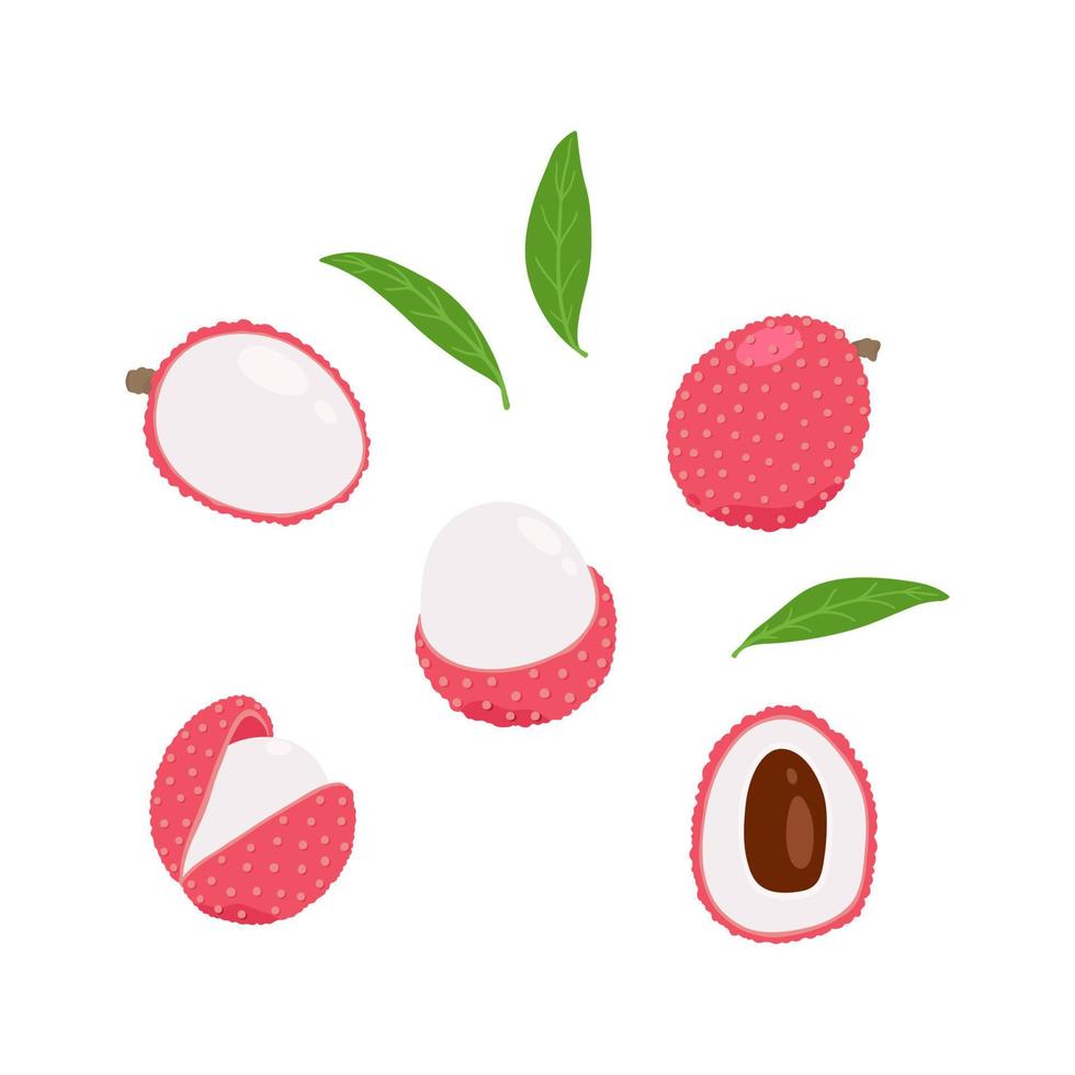 set van exotische lychee fruit in verschillende vormen. heldere illustratie van tropisch fruit vector