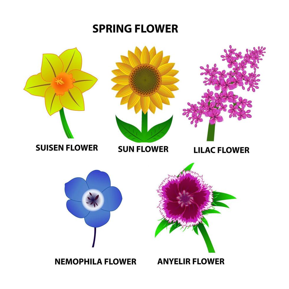 set van kleurrijke lente bloemen vector kunst illustratie. lila, suisen, nemophila, anyelir en zonnebloem
