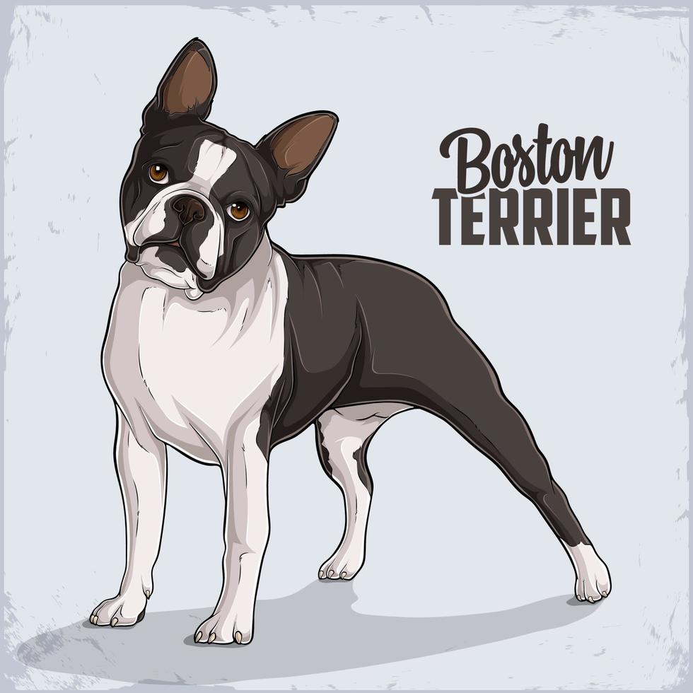 schattig, hondenras, boston terrier, staand, in, volle lengte, geïsoleerde, op wit, achtergrond vector