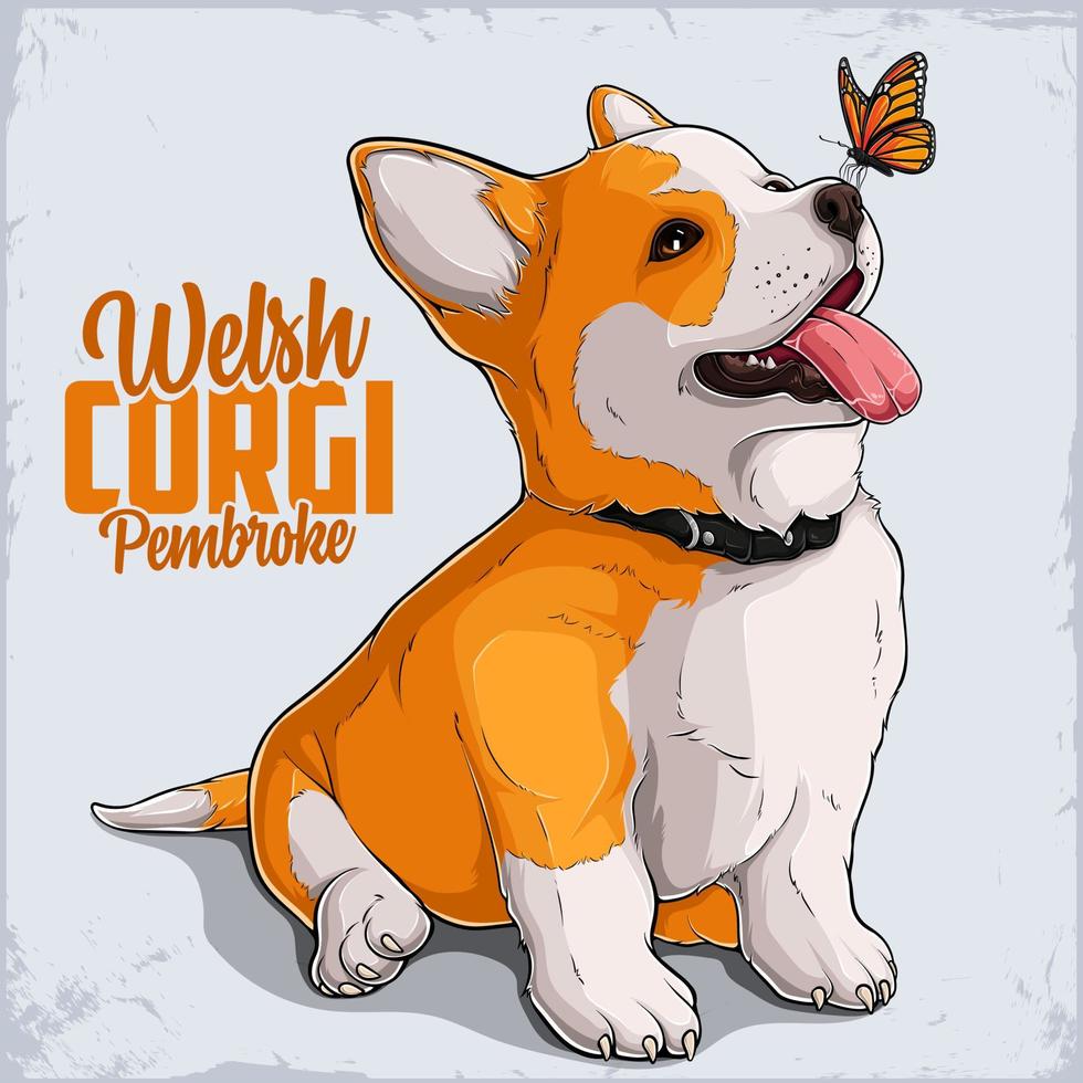 schattig hondenras welsh corgi pembroke in volle lengte met monarchvlinder op zijn neus vector