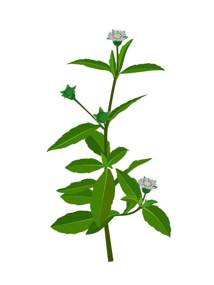 eclipta alba, eclipta prostrata of bhringraj, ook bekend als valse madeliefje, is een effectieve medicinale kruidenplant in de ayurvedische medicine.vector afbeelding. vector