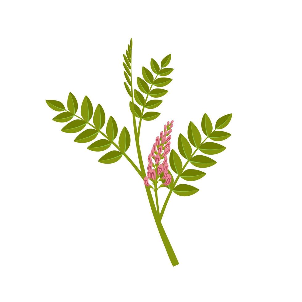 vectorillustratie van zoethoutwortel, wetenschappelijke naam glycyrrhiza glabra, geïsoleerd op een witte achtergrond. vector