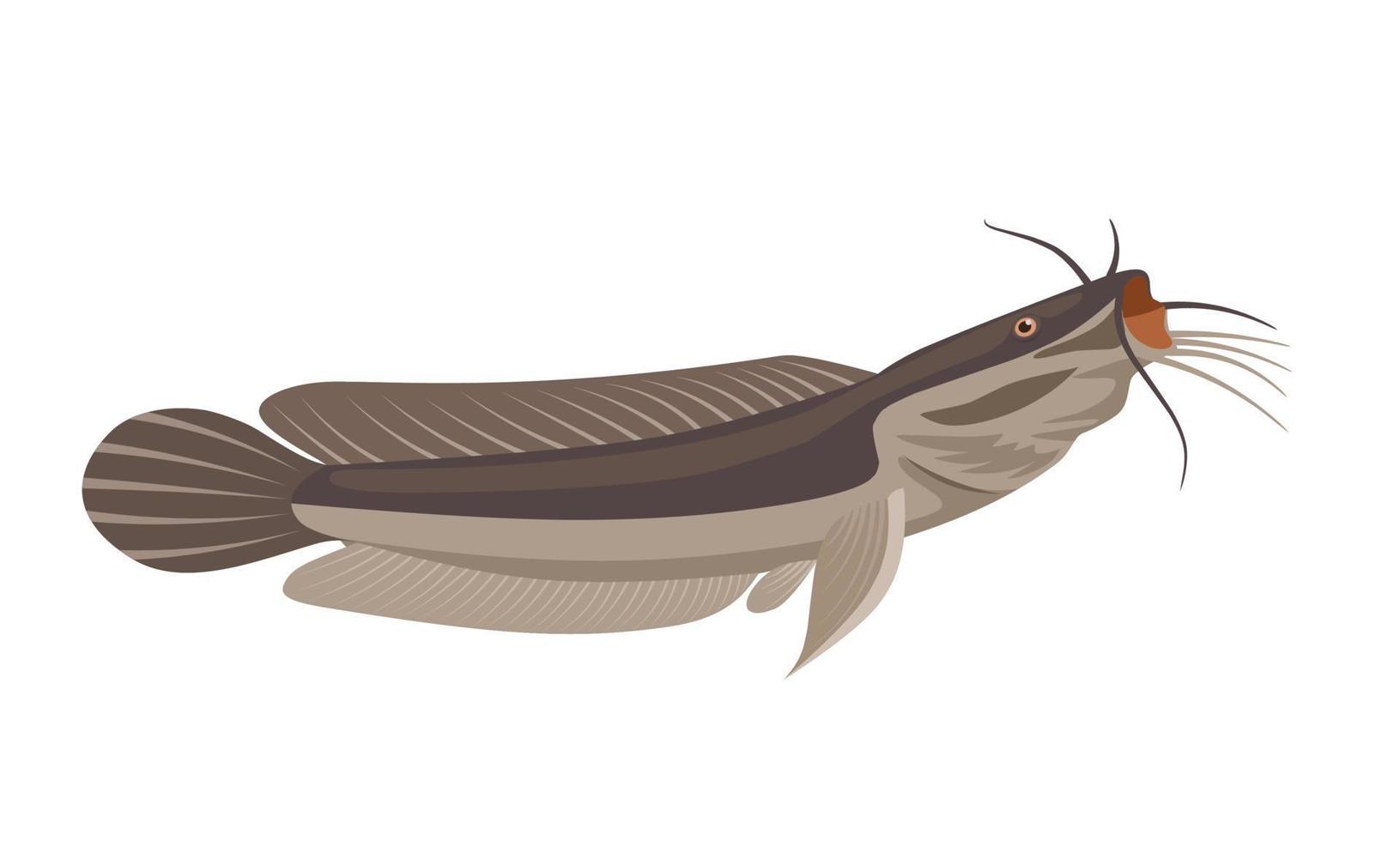 vectorillustratie van meerval, geïsoleerd op een witte achtergrond, geschikt als label voor verwerkte visproducten of visserij hobby's. vector