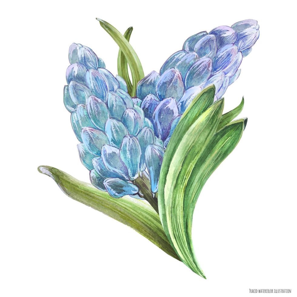 hyachint lente bloemenboeket op een witte achtergrond, getraceerd aquarel vector