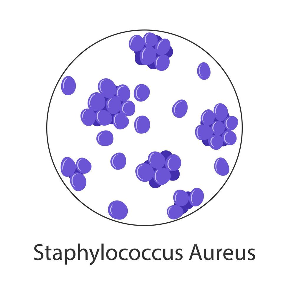 bacteriën Staphylococcus aureus geïsoleerd op een witte achtergrond. vectorillustratie van micro-organismen. vector