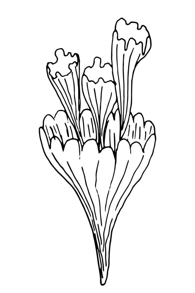 algencontour, handgetekende vectortekening vector