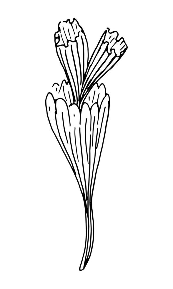 algencontour, handgetekende vectortekening vector