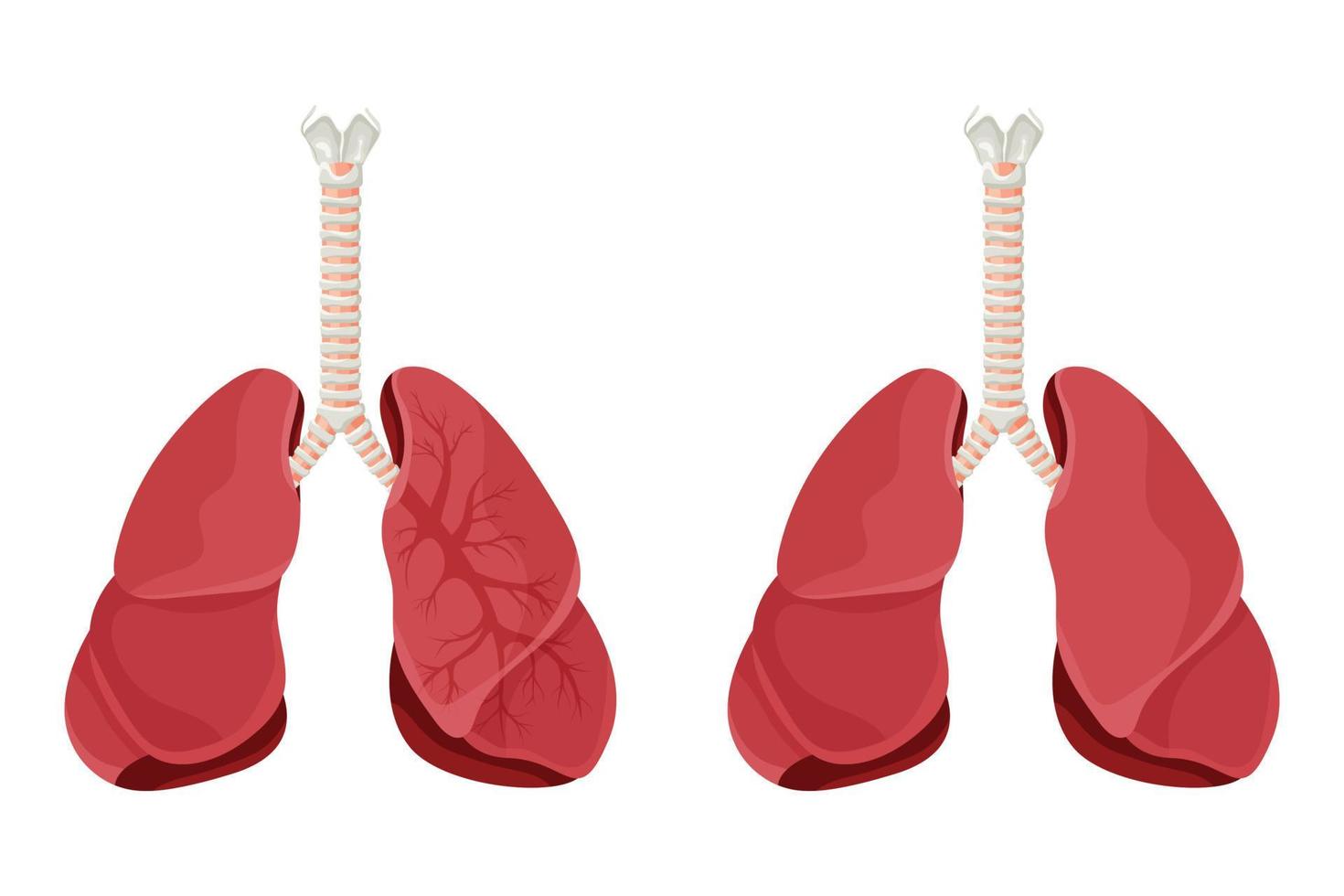 diagram van menselijke longen en luchtpijp, ademhalingssysteem, gezonde longen icoon. vectorillustratie geïsoleerd op een witte achtergrond. vector