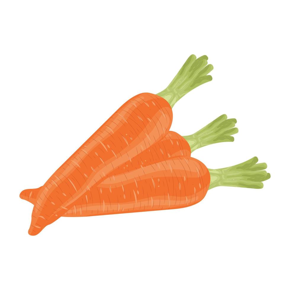 wortel groente ingrediënt vers oranje plant gezond koken product vegetarisch salade dieet vector cut