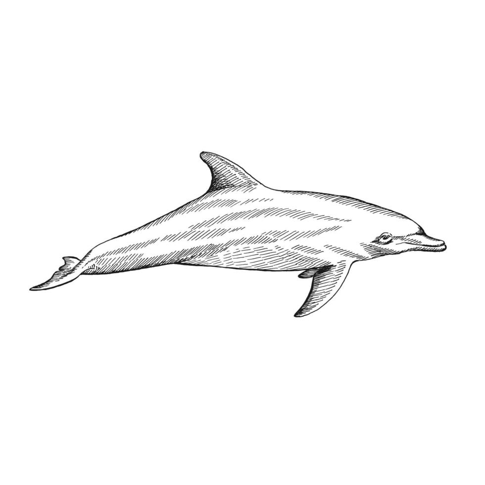 dolfijn. handgetekende illustratie geconverteerd naar vector. vector met dier onder water.