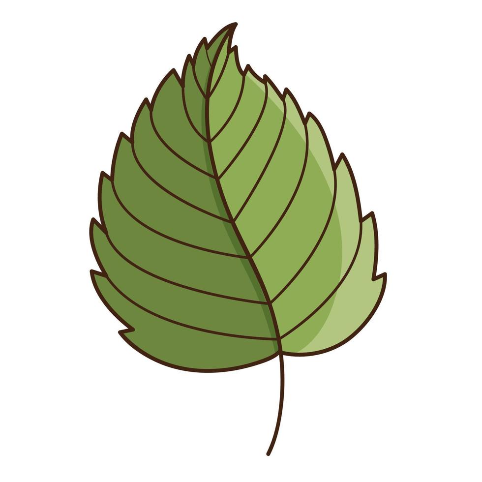 groen berkenblad. botanisch, plant ontwerpelement met omtrek. tijd van de zomer, herfst. krabbel, met de hand getekend. plat ontwerp. kleur vectorillustratie. geïsoleerd op een witte achtergrond. vector