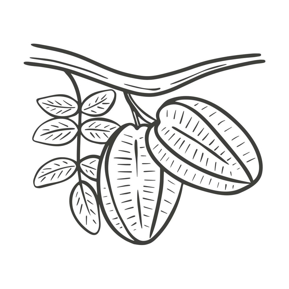 carambolavruchten op tak met handgravure van bladeren vector
