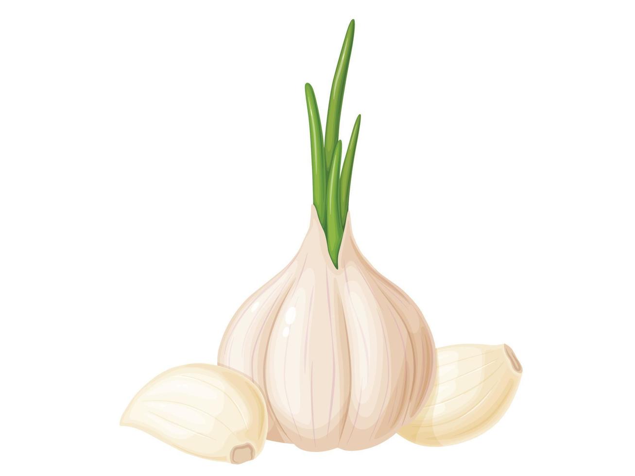 knoflook in cartoon-stijl. groente uit de tuin. biologisch voedsel. vector