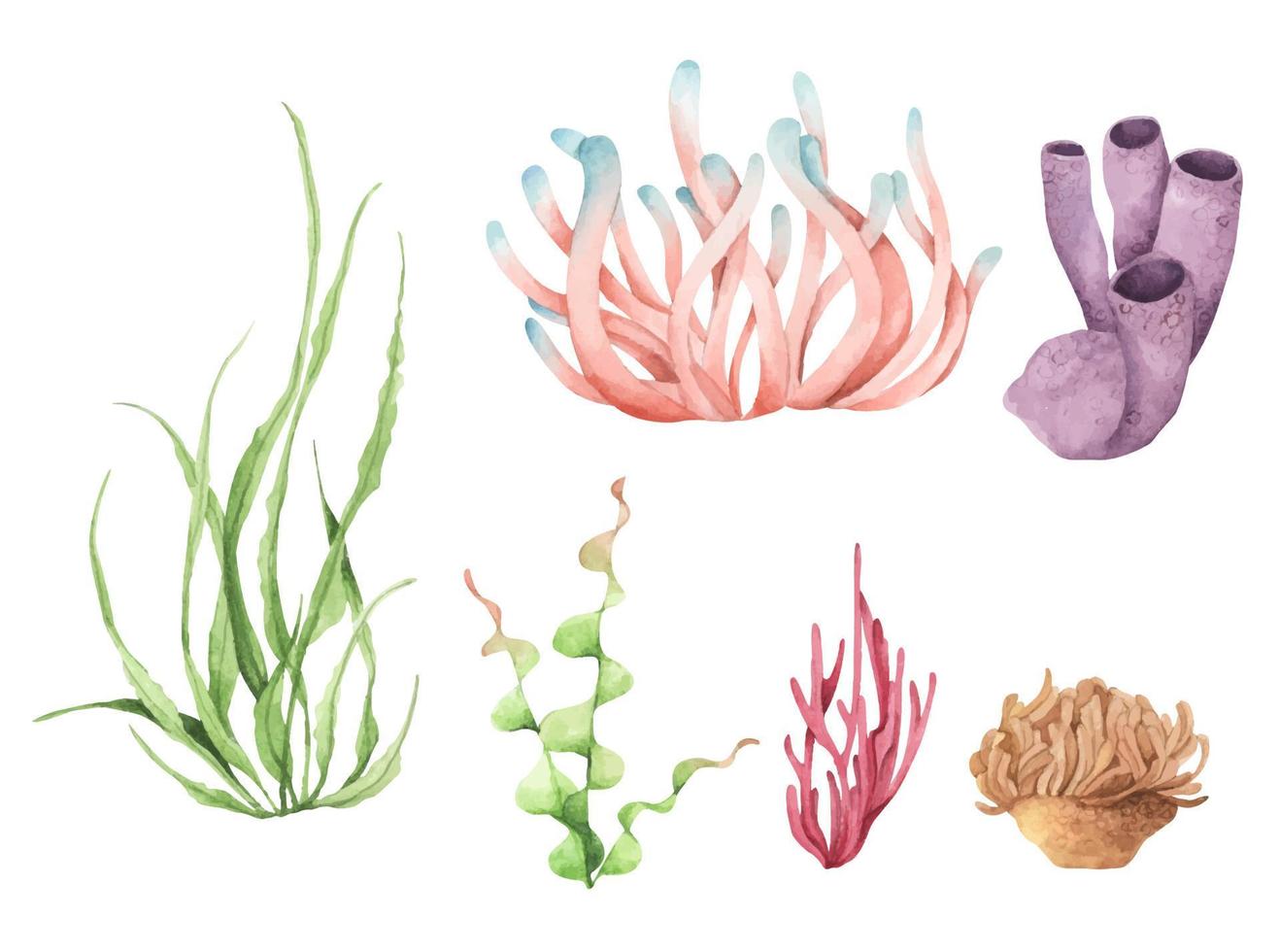 zeewier. onderwater oceaanplanten, zeekoraalelementen. aquarel illustratie. vector