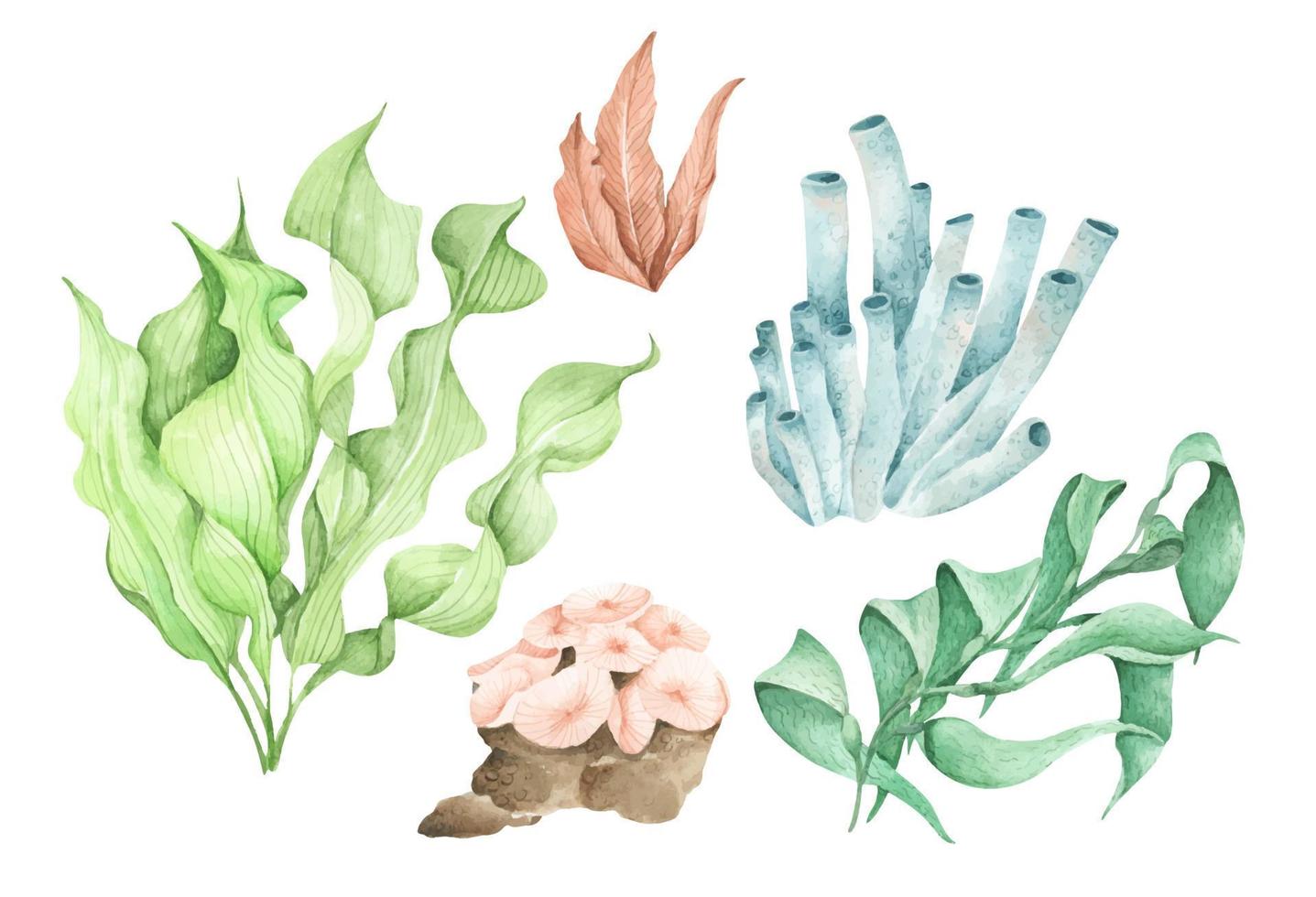 zeewier. onderwater oceaanplanten, zeekoraalelementen. aquarel illustratie. vector