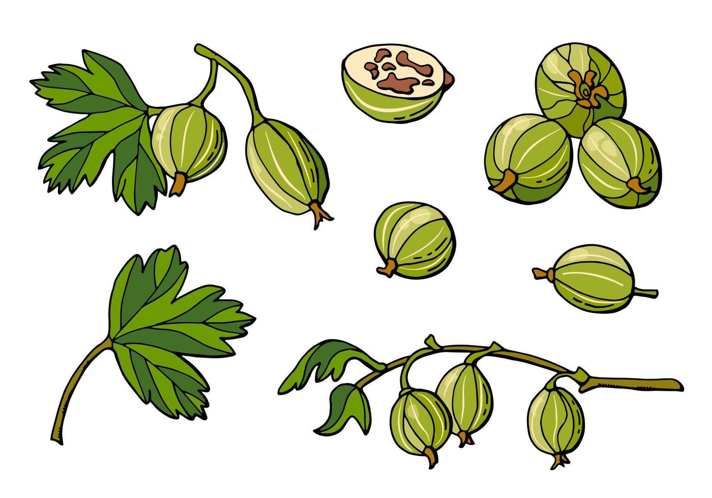 handgetekende set kruisbesbessen. witte achtergrond, isoleren. vector