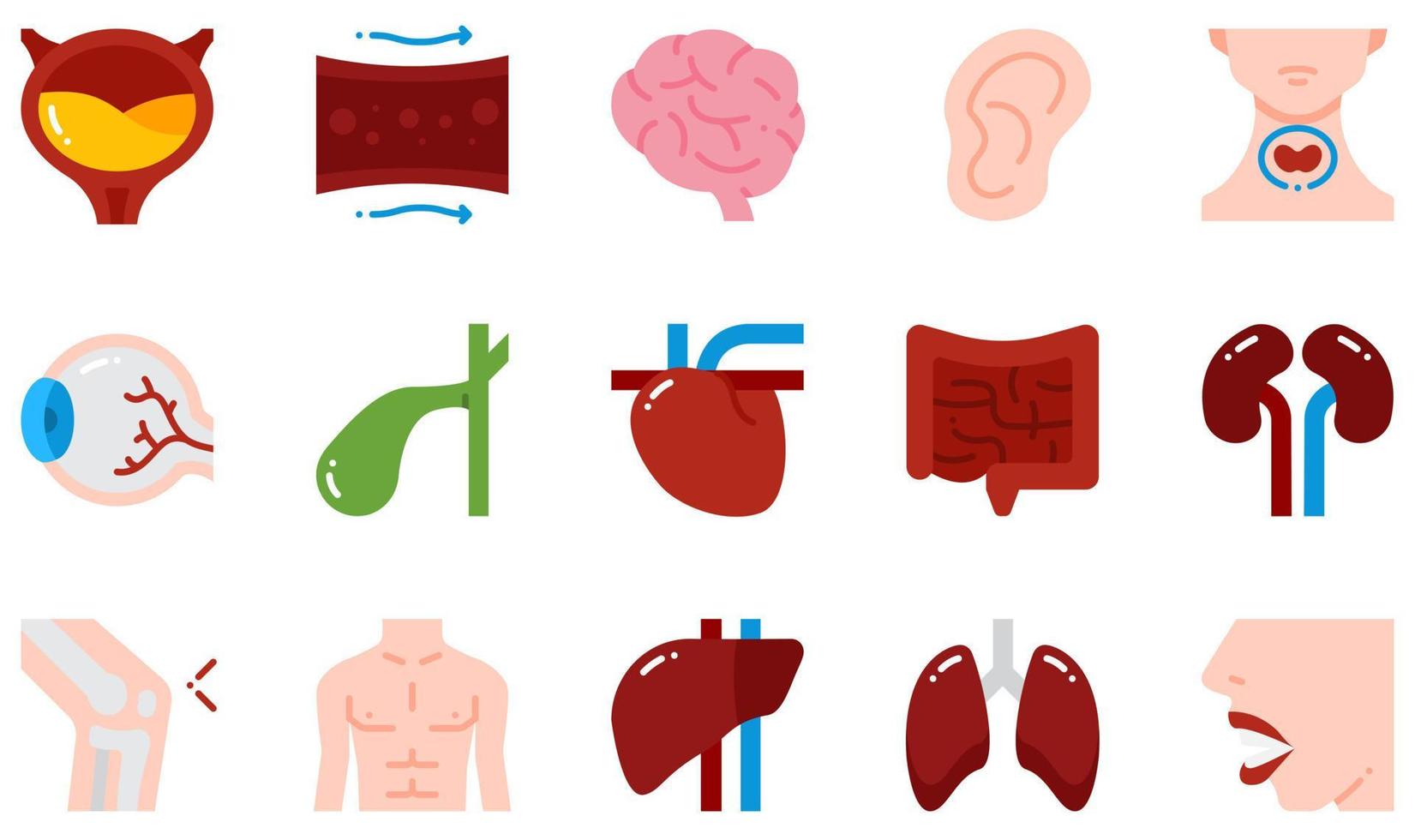 set van vector iconen gerelateerd aan het menselijk lichaam. bevat pictogrammen zoals blaas, bloedvat, hersenen, oor, oog, hart en meer.