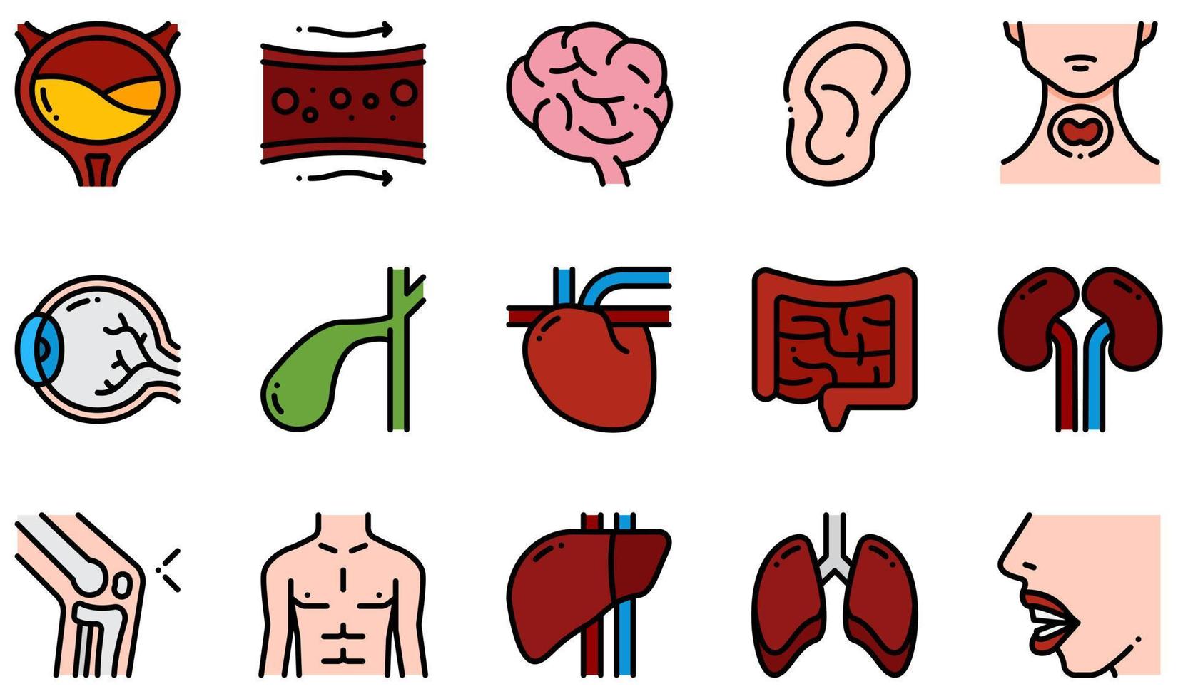 set van vector iconen gerelateerd aan het menselijk lichaam. bevat pictogrammen zoals blaas, bloedvat, hersenen, oor, oog, hart en meer.