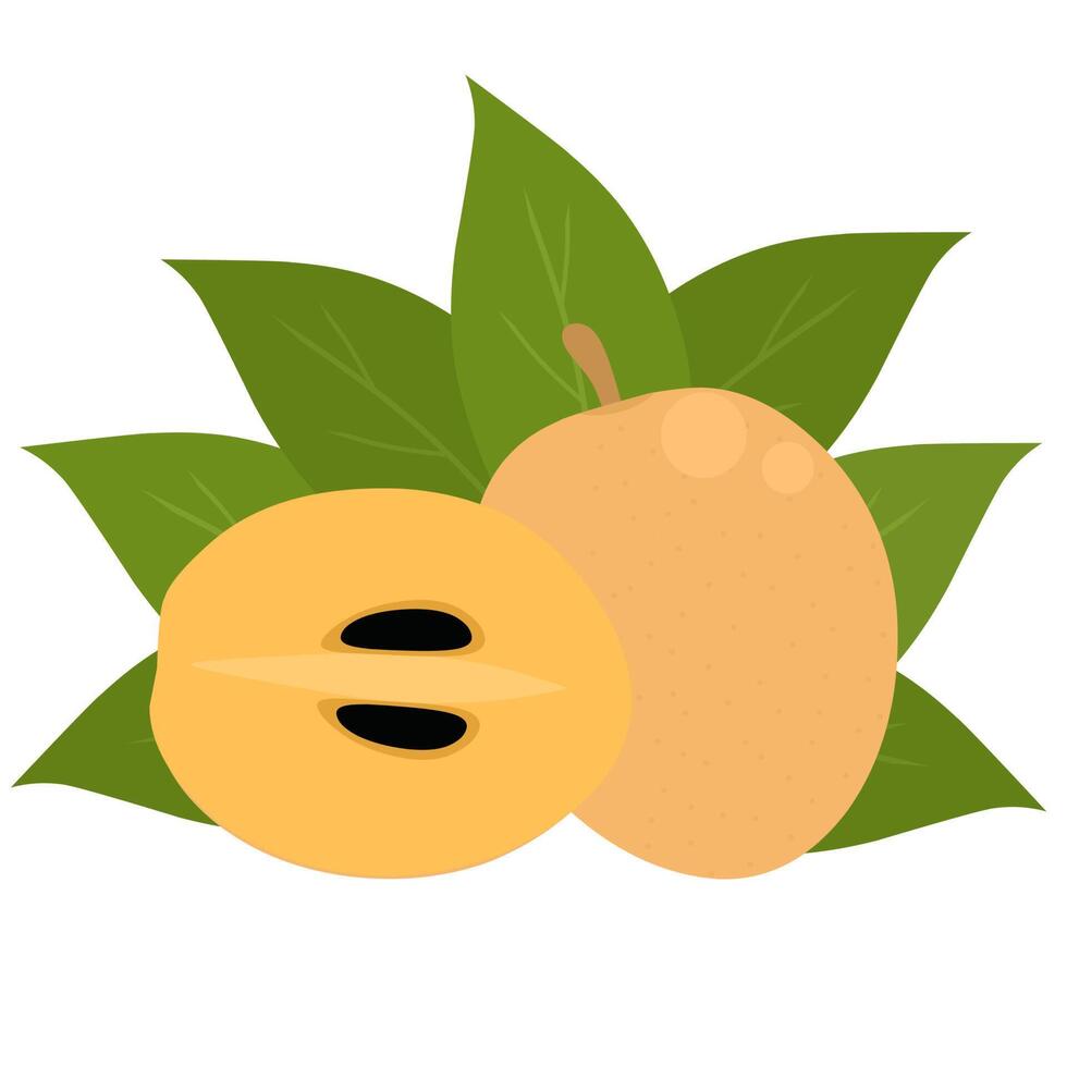 vectorillustratie van sapodilla fruit en plakjes. met groene bladeren. geïsoleerd op een witte achtergrond. vector