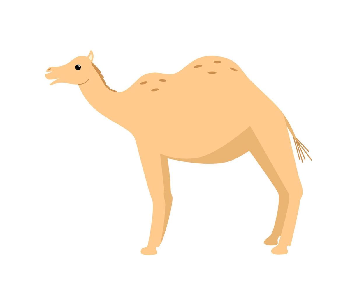 leuke grappige kameel, vectorillustratie van cartoon woestijndier. geïsoleerde witte achtergrond. vector