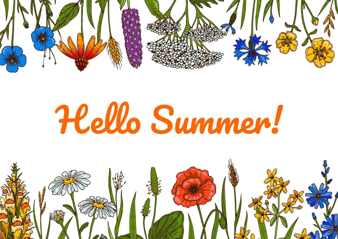 wilde bloemen plantkunde ontwerp. kleurrijke hand getekende vectorillustratie. zomer achtergrond vector