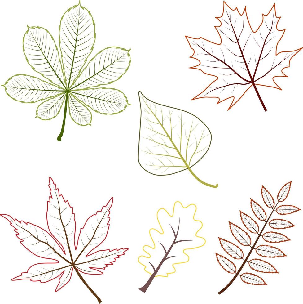 set van verschillende omtrek herfst esdoorn druif eiken lijsterbes berk kastanje bladeren. inclusief contourbladeren. vector