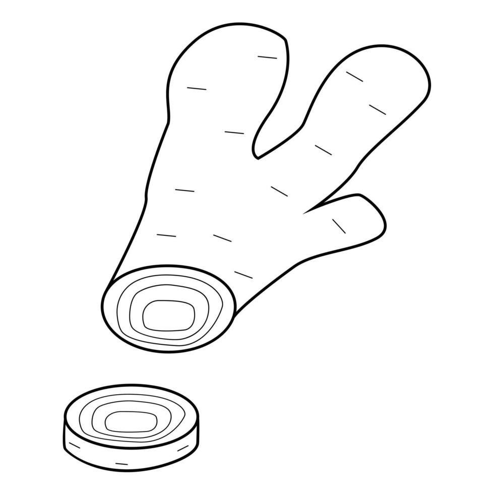 hand getrokken gemberwortel. het product is nuttig voor de gezondheid en voor het voorkomen van verkoudheid. doodle schets. vector illustratie