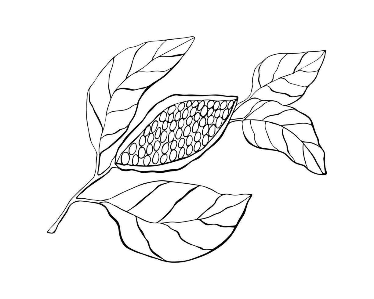 cacaoplant met fruit en bladeren, hand tekenen, doodling, zwarte omtrek silhouet, geïsoleerd op een witte achtergrond. vector