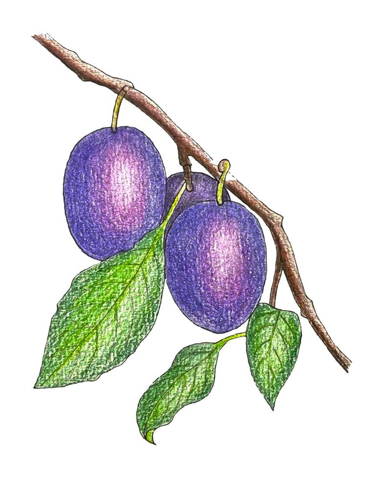 pruimentak met fruit en bladeren, schets, potloodhandtekening. herfst vector