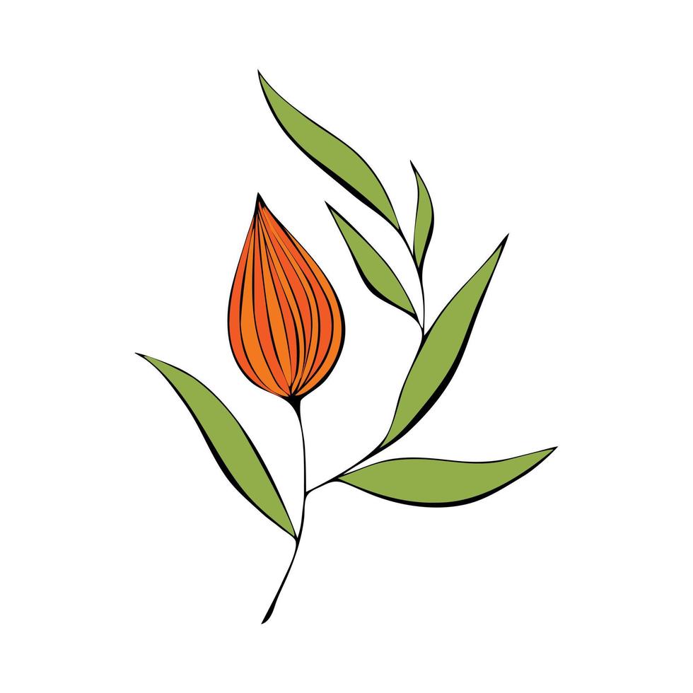 physalis contour gekleurd oranje groen gestileerde hand tekenen geïsoleerd op een witte achtergrond. vector