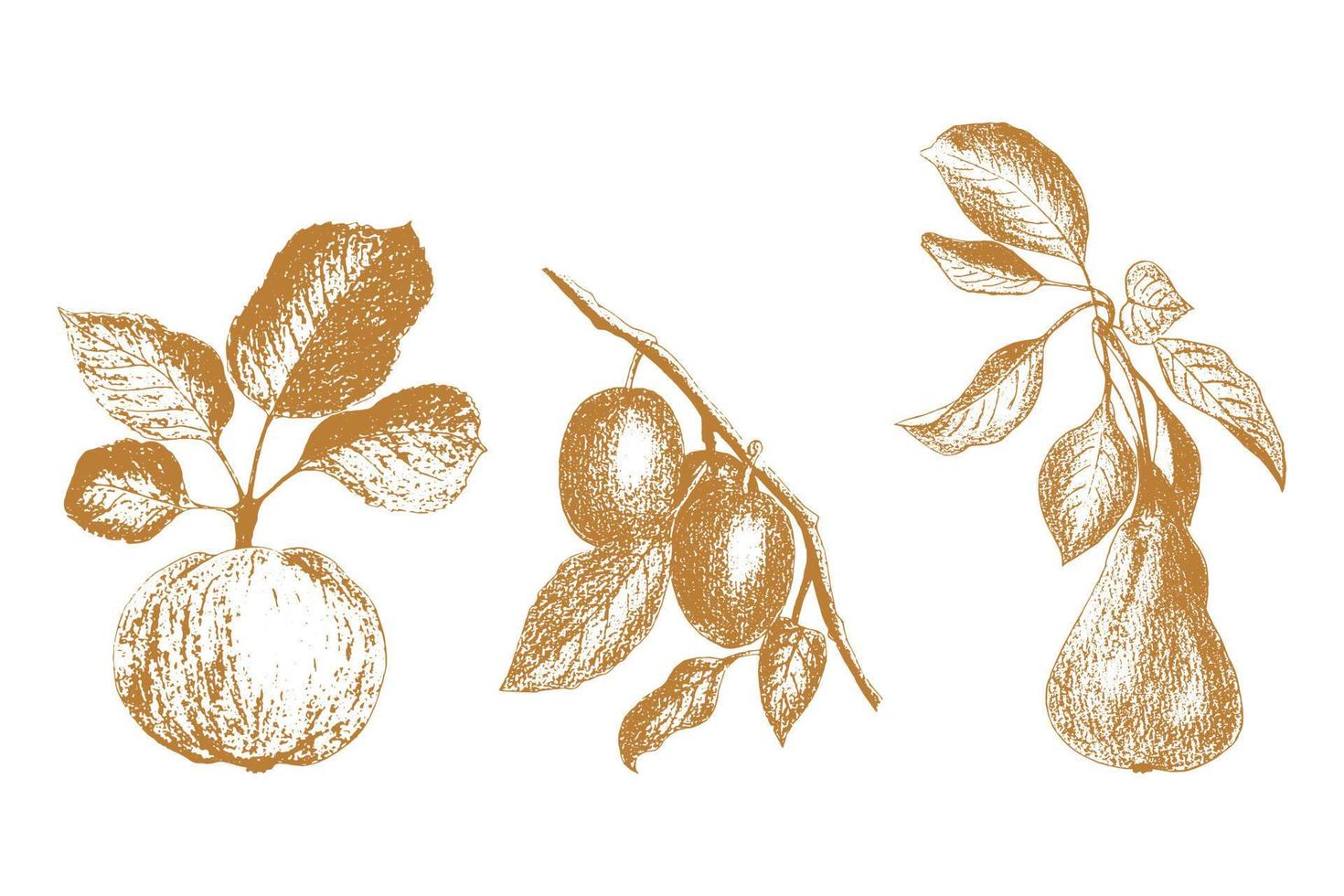 set fruit graphics hand-tekening, peer appel pruim. opdruk, stempel, geïsoleerd, op een witte achtergrond. vector