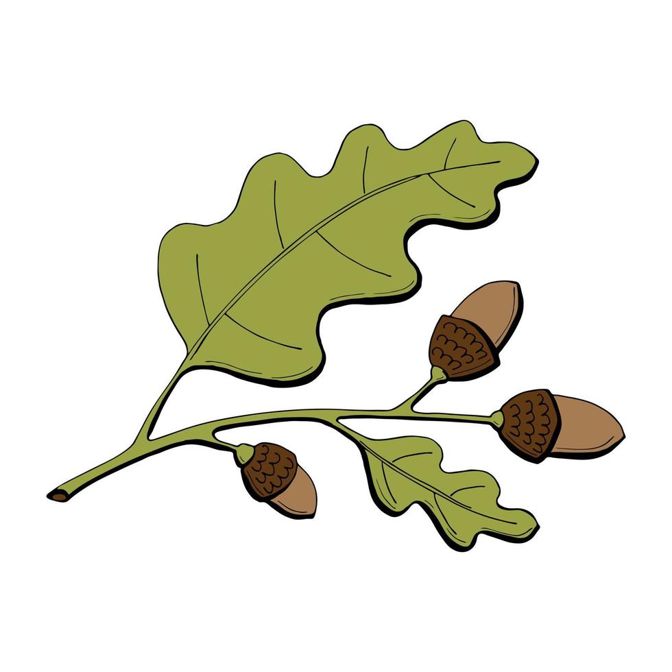 eiken tak kleur bladeren en eikels. hand tekenen, krabbelen, contour. herfst elementen. herfst oogst seizoensgebonden decor. voor label, badge, badge, seizoensgebonden decoratie. vector