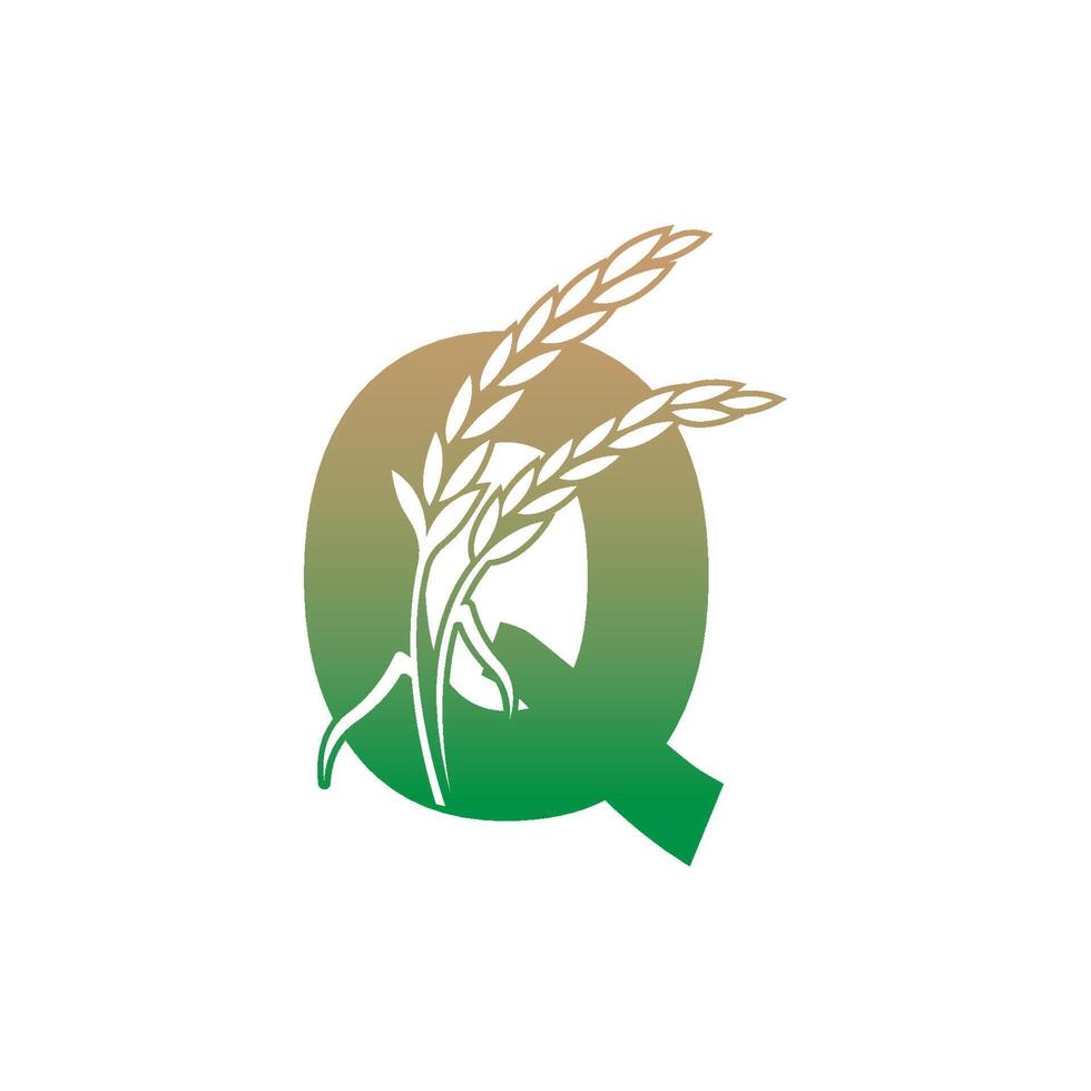 letter q met rijstplant pictogram illustratie sjabloon vector