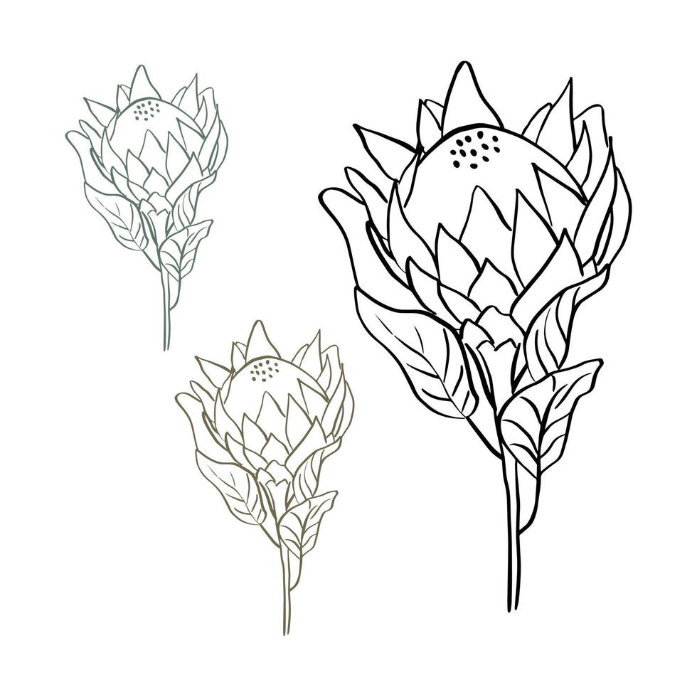 tropische koning protea bloem in bloei geïsoleerd op een witte achtergrond. handgetekende lijnstijl vectorillustratie vector